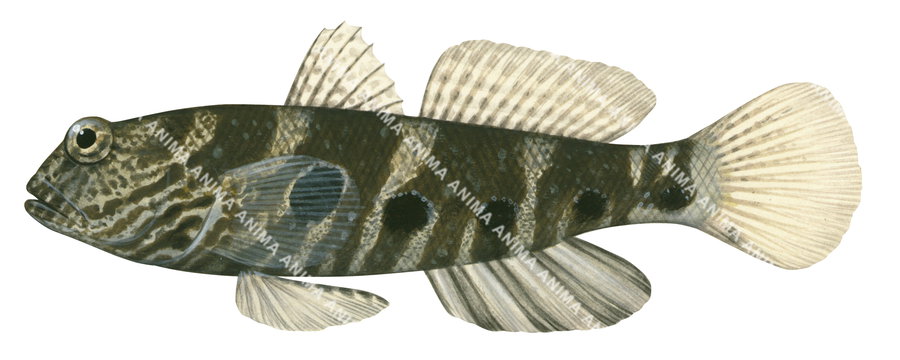 Target Shrimpgoby,Cryptocentrus strigilliceps|High Res Scientific illustration by Roger Swainston