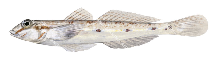 Opalescent Goby,Nesogobius|High Res Illustration by R. Swainston 