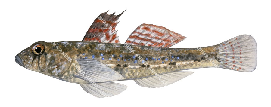 Sailfin Goby,Nesogobius pulchellus|High Res Scientific illustration by Roger Swainston