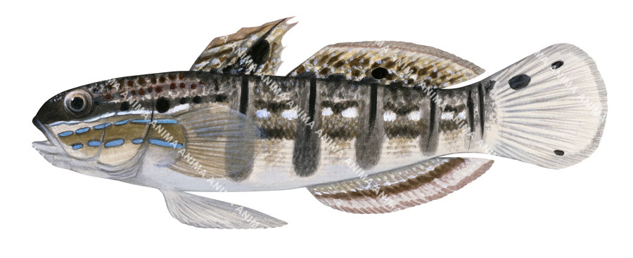 Whitebarred Goby-3,Amblygobius phalaena|High Res Illustration by R. Swainston