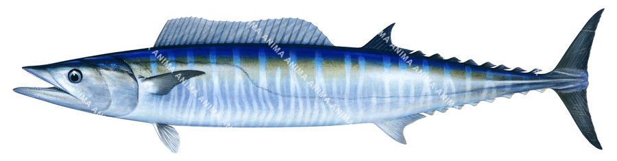 Wahoo-2,Acanthocybium solandri|High Res Illustration by R. Swainston