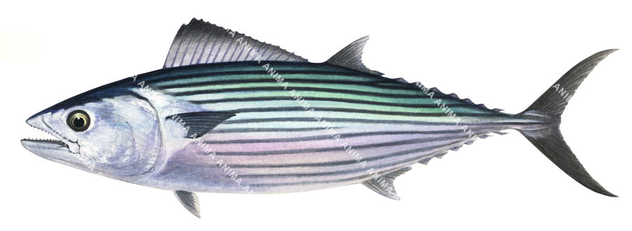 Australian Bonito,Sarda australis|High Res Scientific illustration by Roger Swainston