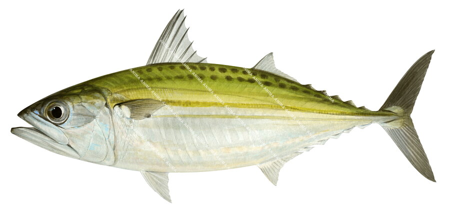 Mouth Mackerel,Rastrelliger kanagurta|High Res Scientific illustration by Roger Swainston