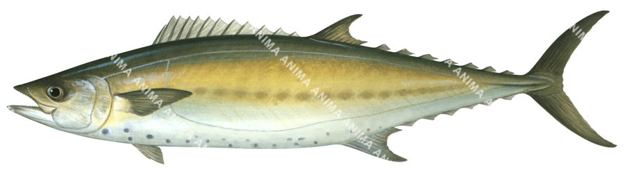 Shark Mackerel-1,Grammatorcynus bicarinatus|High Res Scientific illustration by Roger Swainston