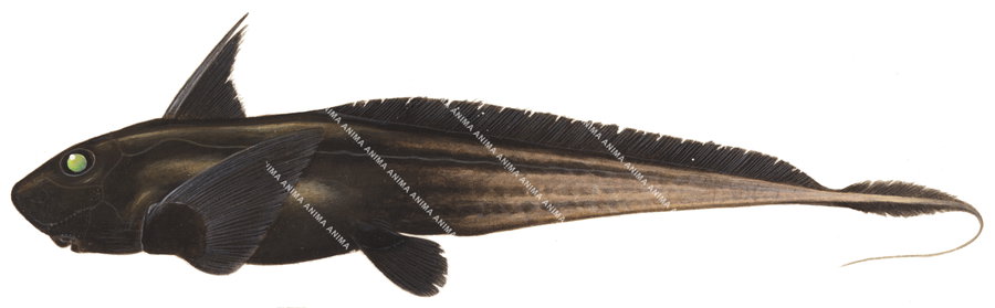 Black Ghostshark,Hydrolagus homonycteris|High Res Illustration by R. Swainston