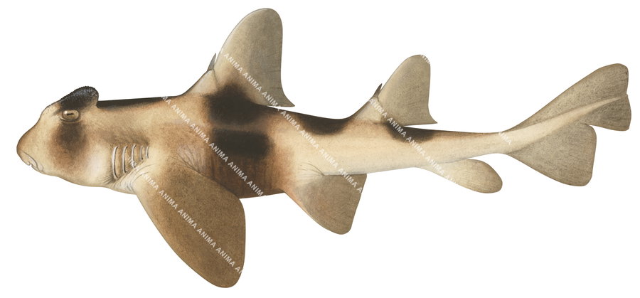 Crested Hornshark-1,Heterodontus galeatus|High quality scientific illustration by Roger Swainston