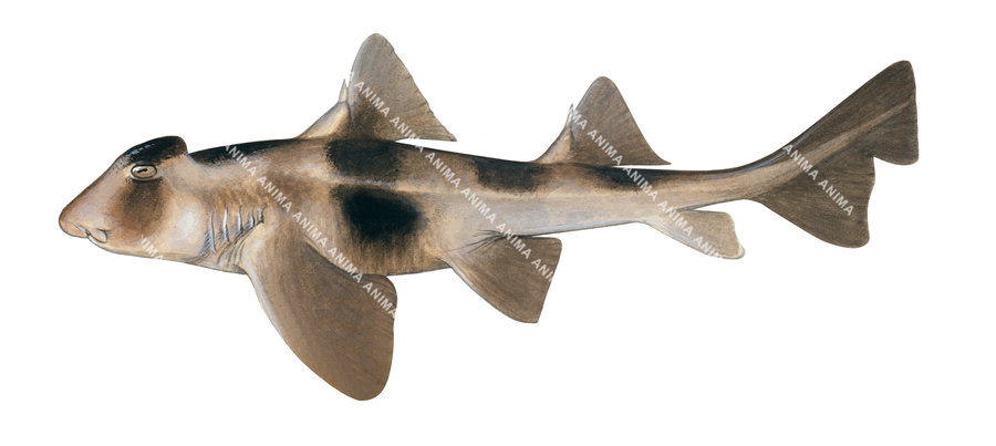 Crested Hornshark-2,Heterodontus galeatus|High Res Illustration by R. Swainston