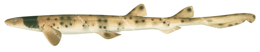 Collar Carpetshark-2,Parascyllium collare|High quality scientific illustration by Roger Swainston