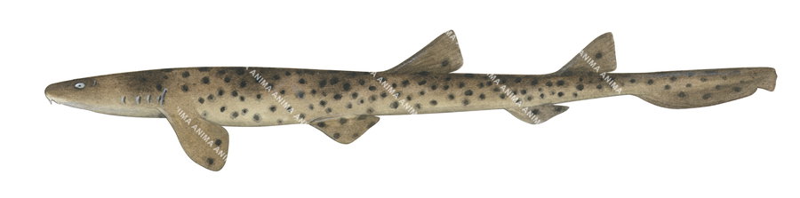 Rusty Carpetshark-2,Parascyllium ferrugineum,Roger Swainston,Animafish