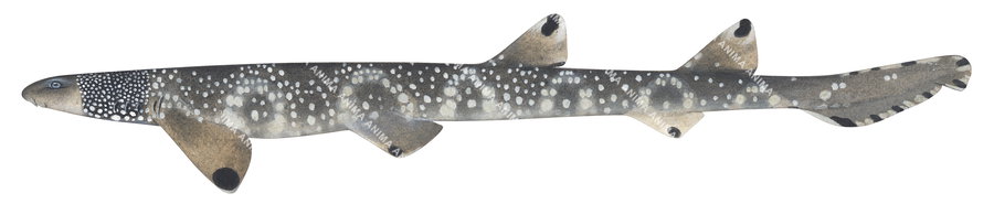 Varied Carpetshark,Parascyllium variolatum|High quality scientific illustration by Roger Swainston