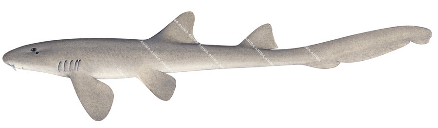 Adult Grey Carpetshark,Chiloscyllium punctatum|High quality scientific illustration by Roger Swainston