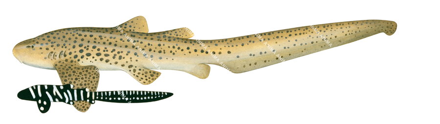 Zebra Shark, Adult and Juvenile,Stegostoma fasciatum| High Res Illustration by R. Swainston