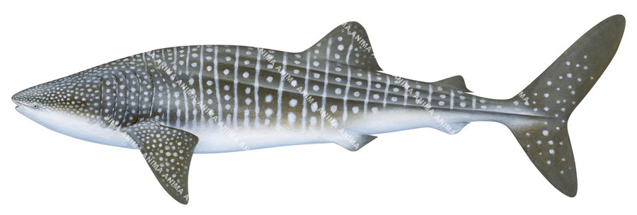 Whale Shark-2,Rhincodon typus|High Res Scientific illustration by Roger Swainston