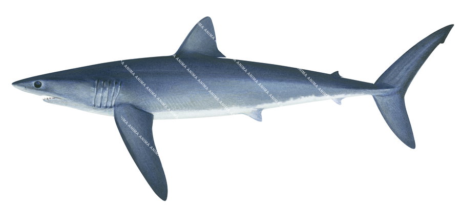 Longfin Mako-2,Isurus paucus|High quality scientific illustration by Roger Swainston