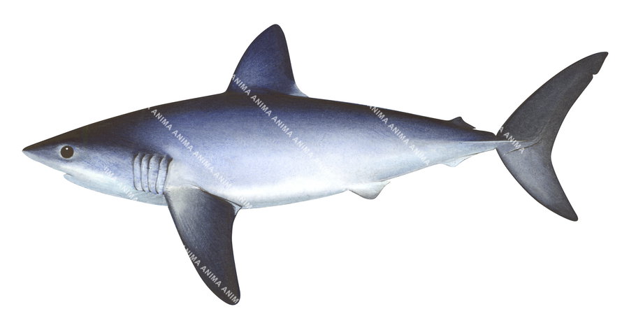 Porbeagle Shark,Lamna nasus|High quality scientific illustration by Roger Swainston