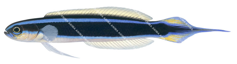 Bluelined Hulafish,Trachinops brauni,High quality illustration by Roger Swainston