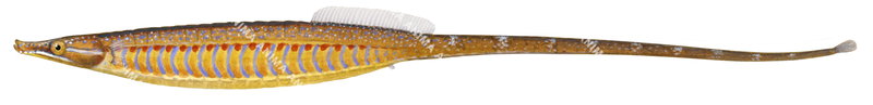 Deepbody Pipefish,Kaupus costatus,High quality illustration by Roger Swainston