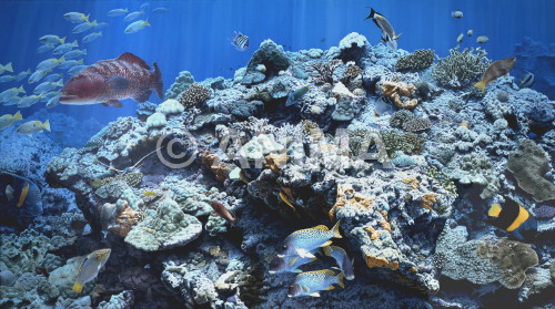 Underwater painting of the Red Sea Reef,Yemen by Roger Swainston 