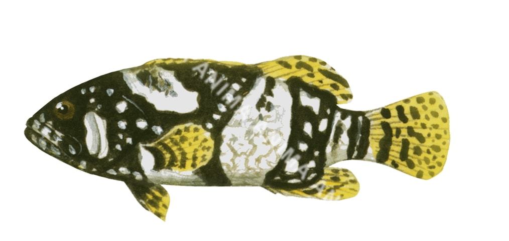 Queensland Groper,juv.,Epinephelus lanceolatus,High quality illustration by Roger Swainston2