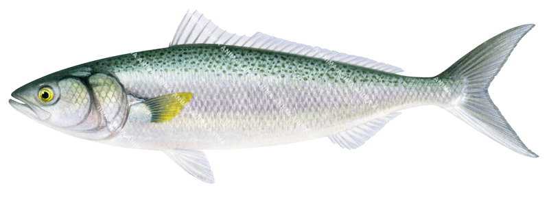 Eastern Australian Salmon,Arripis trutta,High quality illustration by Roger Swainston