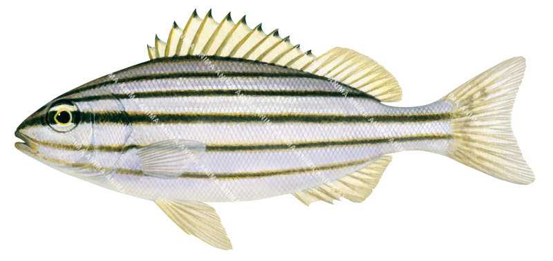 Eastern Striped Grunter,Pelates sexlineatus,High quality illustration by Roger Swainston