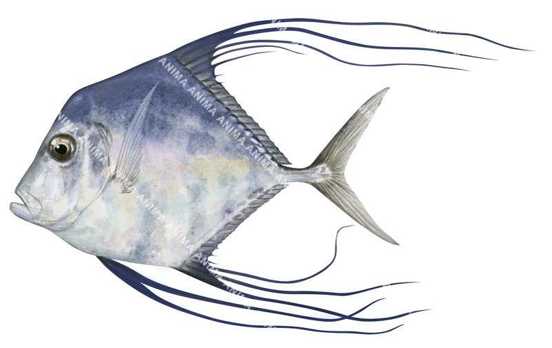 Juvenile Diamond Trevally,Scyris indica,High quality illustration by Roger Swainston