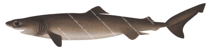 Crocodile Shark,Pseudocarcharias kamoharai,Roger Swainston