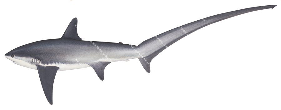 Thresher Shark-1,Alopias vulpinus|High Res marine image by R.Swainston