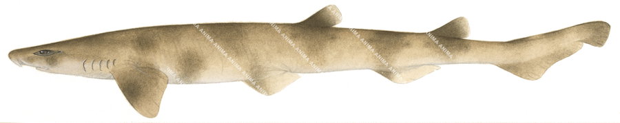 Blotched Catshark,Asymbolus funebris|High quality scientific illustration by Roger Swainston