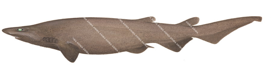 Bulldog Catshark,Apristurus pinguis|Res Scientific illustration by Roger Swainston