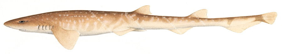 Dwarf Catshark,Asymbolus parvus|High Res Scientific illustration by Roger Swainston