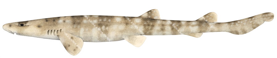 Eastern Banded Catshark,Atelomycterus marnkalha|High Res Illustration by R. Swainston