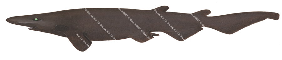 Fleshynose Catshark,Apristurus melanoasper|High quality scientific illustration by Roger Swainston