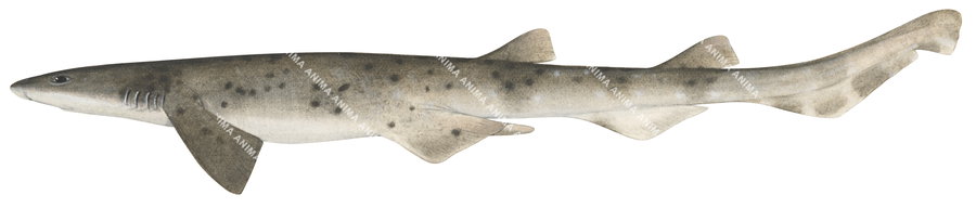 Greyspotted Catshark,Asymbolus analis,High quality illustration by R.Swainston