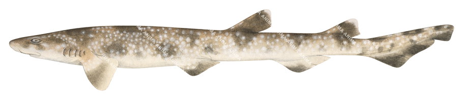 Gulf Catshark,Asymbolus vincenti,High quality illustration by R.Swainston