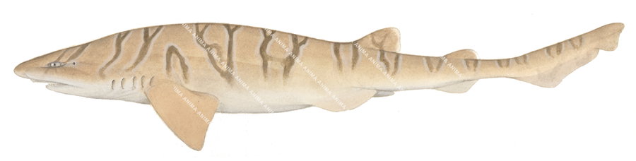 Reticulate Swellshark,Cephaloscyllium hiscosellum|High Res marine image by R.Swainston