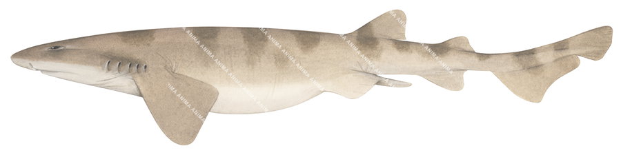 Saddled Swellshark,Cephaloscyllium variegatum|High quality scientific illustration by Roger Swainston