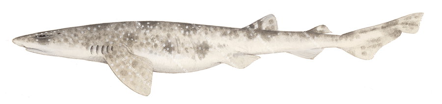 Speckled Swellshark,Cephaloscyllium speccum|High quality scientific illustration by Roger Swainston