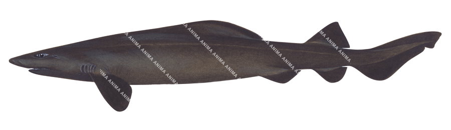 False Catshark,Pseudotriakis microdon,High quality illustration by R.Swainston,Animafish