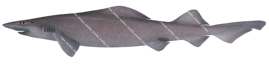 False Catshark-2,Pseudotriakis microdon,Roger Swainston,Animafish