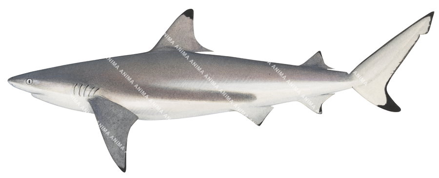 Blacktip Reef Shark-2,Carcharhinus melanopterus,Roger Swainston,Animafish