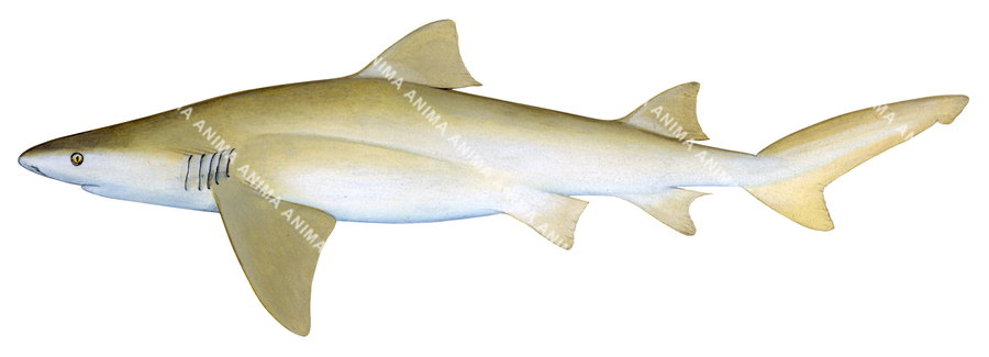 Lemon Shark,Pacific,Negaprion brevirostris,Scientific illustration by Roger Swainston,Animafish