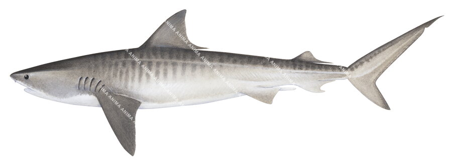 Tiger Shark-4,Galeocerdo cuvier,Scientific illustration by Roger Swainston,Animafish