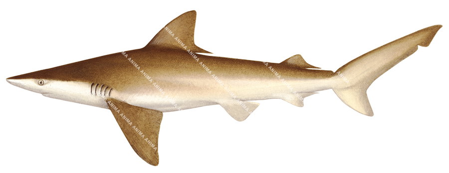 Creek Whaler Shark,Carcharhinus fitzroyensis|High quality scientific illustration by Roger Swainston