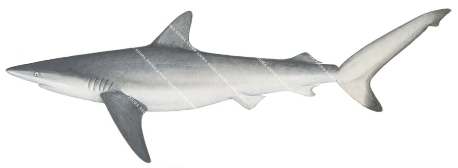 Dusky Shark,Juvenile,Carcharhinus obscurus,Scientific illustration by Roger Swainston