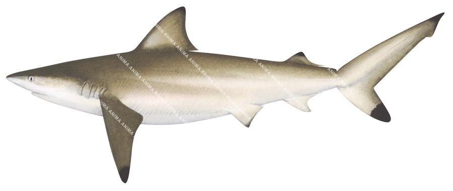 Graceful Shark,Carcharhinus amblyrhynchoides,Scientific illustration by Roger Swainston