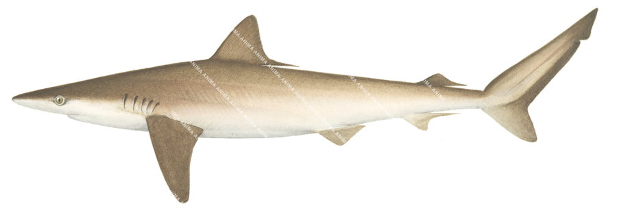 Hardnose Shark,Carcharhinus macloti,Scientific illustration by Roger Swainston