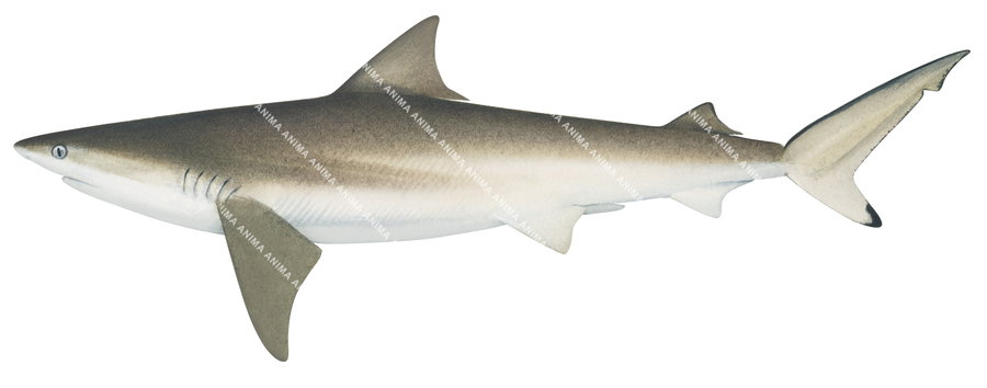 Nervous Shark,Carcharhinus cautus,Scientific illustration by Roger Swainston