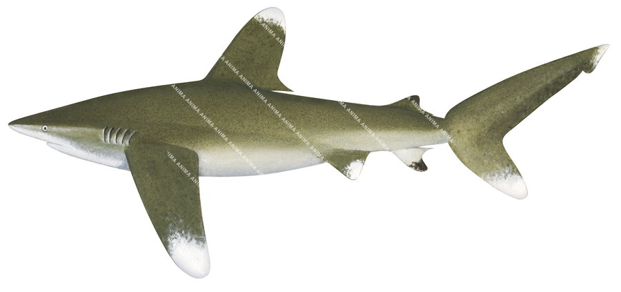 Oceanic Whitetip Shark-2,Carcharhinus longimanus,Scientific illustration by Roger Swainston