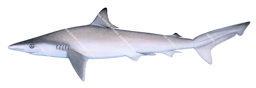 Sharpnose Shark,Pacific,Rhizoprionodon longurio,High quality illustration by R.Swainston